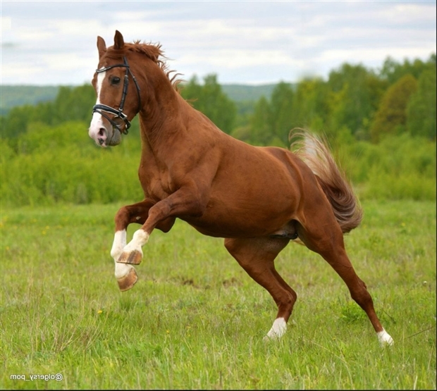 НКО конный клуб "Неограниченные возможности"