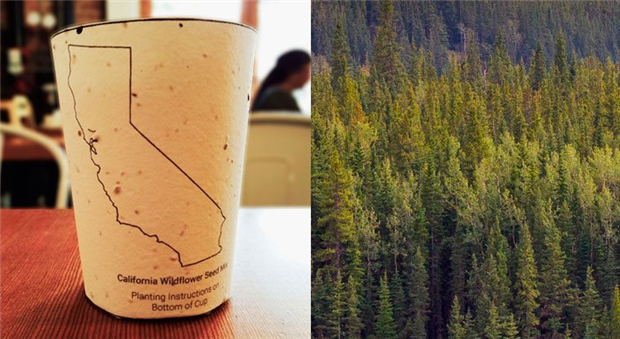 The Plantable Coffee Cup